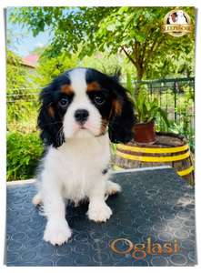 ŠTENCI Cavalier King Charles Spaniel